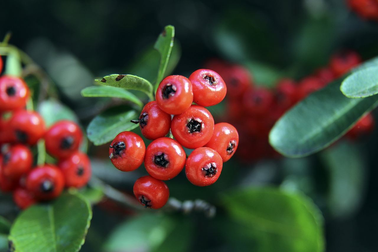 星是否真的 星是否真的